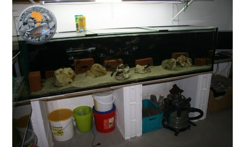 Petrochromis Tropheus Becken